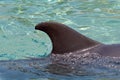 Dolphin fin Royalty Free Stock Photo