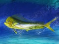 Dolphin fish Royalty Free Stock Photo