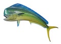 Dolphin fish, isolated