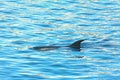 Dolphin flipper at water surface Royalty Free Stock Photo