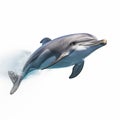 High Definition Flying Dolphin Illustration In John Larriva Style Royalty Free Stock Photo