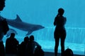 Dolphin in Genova`s aquarius