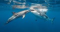 A dolphin and a great white shark interact underwater. The dolphin, sleek and gray