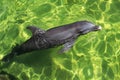 A dolphin in the green water