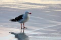 Dolphin Gull, Falkland Islands Royalty Free Stock Photo