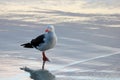 Dolphin Gull, Falkland Islands Royalty Free Stock Photo