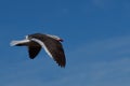 Dolphin Gull - Falkland Islands Royalty Free Stock Photo