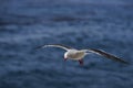 Dolphin Gull in Flight Royalty Free Stock Photo