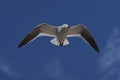 Dolphin Gull in Flight Royalty Free Stock Photo