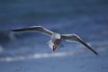 Dolphin Gull in flight on Sea Lion Island Royalty Free Stock Photo