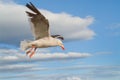 Dolphin Gull flying Royalty Free Stock Photo