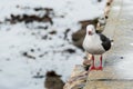 Dolphin gull (Larus scoresbii) single bird on beach, Falklands