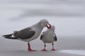 Dolphin Gull in the Falkland Islands