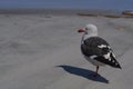 Dolphin Gull [Leucophaeus scoresbii] in the Falkland Islands