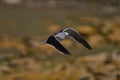 Dolphin Gull in flight in the Falkland Islands Royalty Free Stock Photo