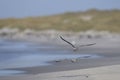 Dolphin Gull in flight in the Falkland Islands Royalty Free Stock Photo