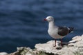 Dolphin Gull (Leucophaeus scoresbii)