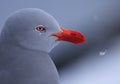 Dolphin Gull in Snow, Ushuaia