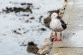 Dolphin gull (Larus scoresbii) single bird on beach, Falklands