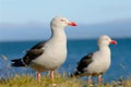 Dolphin Gulls