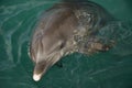 Dolphin head Royalty Free Stock Photo