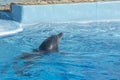 Dolphin head looking out of water. Dolphin swims calmly in the pool Royalty Free Stock Photo