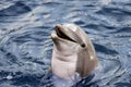 Dolphin Royalty Free Stock Photo