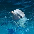 Dolphin Head Out Of Water