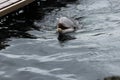 Dolphin head out of the water in Dolfinarium Royalty Free Stock Photo