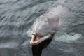 Dolphin head out of the water in Dolfinarium Royalty Free Stock Photo