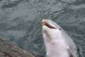 Dolphin head out of the water in Dolfinarium