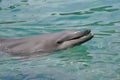 Dolphin with head out water Royalty Free Stock Photo