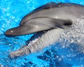 Dolphin Head Picture - Stock Photo Royalty Free Stock Photo