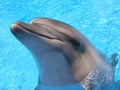 Dolphin Head Picture - Stock Photo Royalty Free Stock Photo