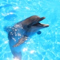 Dolphin Head Picture - Stock Photos Royalty Free Stock Photo