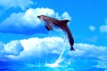 Dolphin High Jump Royalty Free Stock Photo