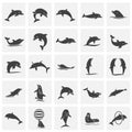 Dolphin icons set on background for graphic and web design. Simple illustration. Internet concept symbol for website
