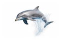 dolphin isolated white background Royalty Free Stock Photo