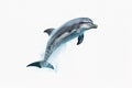 dolphin isolated white background Royalty Free Stock Photo