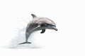 dolphin isolated white background