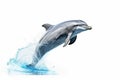 dolphin isolated white background Royalty Free Stock Photo