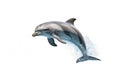 dolphin isolated white background Royalty Free Stock Photo