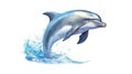 Dolphin is isolated on a white background. Mammal marine animal. Royalty Free Stock Photo