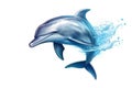 Dolphin is isolated on a white background. Mammal marine animal. Royalty Free Stock Photo