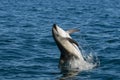 Dolphin Jump Royalty Free Stock Photo