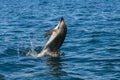Dolphin Jump Royalty Free Stock Photo