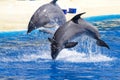 Dolphin jump out Royalty Free Stock Photo