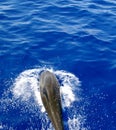 Dolphin jump out of the water Royalty Free Stock Photo