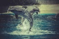 Dolphin jump out of the water in sea Royalty Free Stock Photo