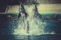 Dolphin jump out of the water in sea Royalty Free Stock Photo